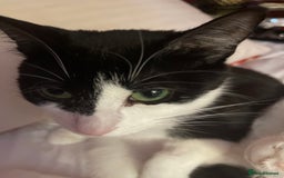 Mixed Breed cats for sale: Beautiful Russian Blue Cross  Male in Sheffield - Image 4