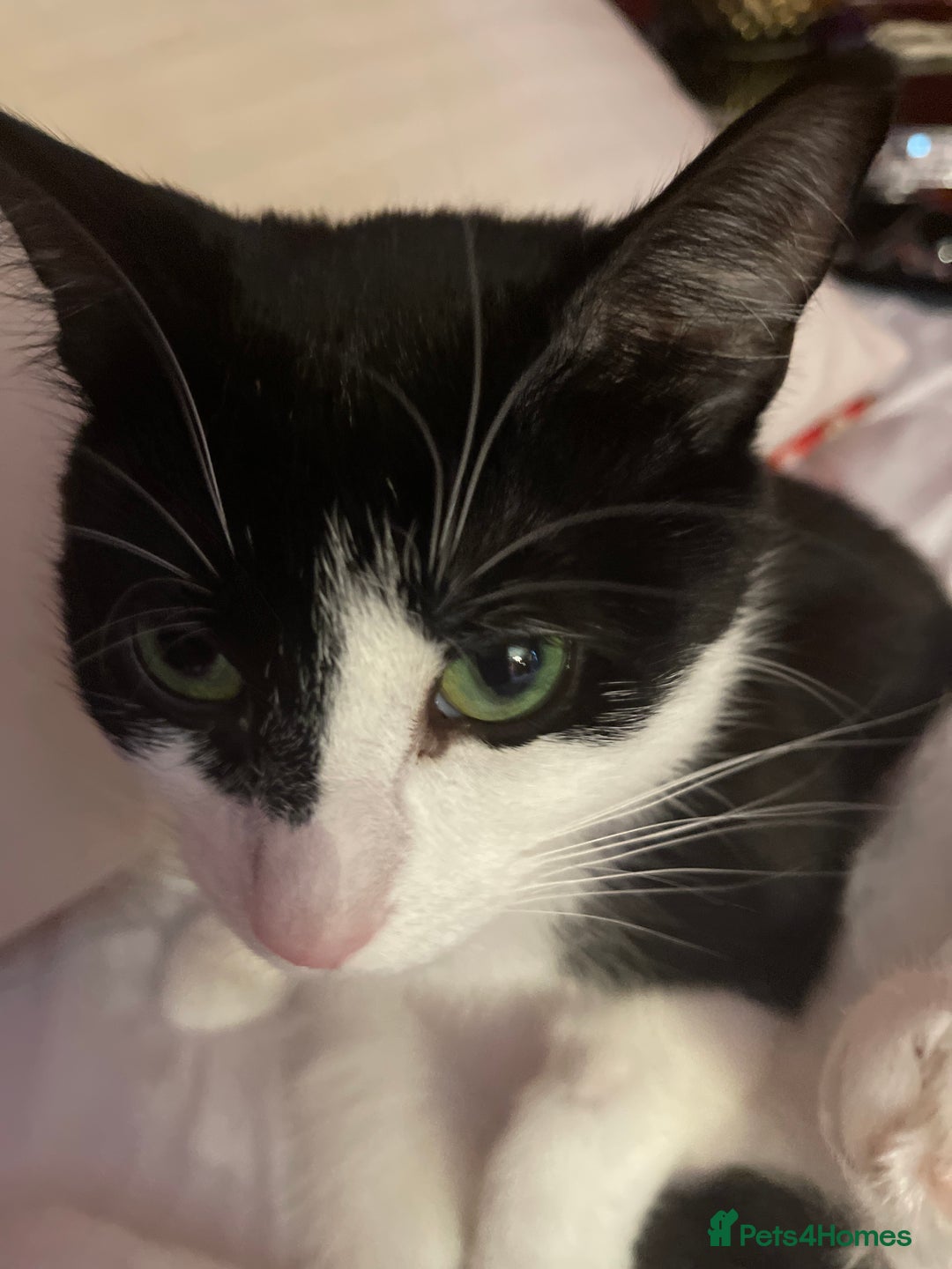 Mixed Breed cats for sale: Beautiful Russian Blue Cross  Male in Sheffield - Image 4