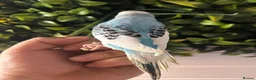 Budgerigars birds for sale: 2 baby budgies available tame to hand  in Walsall - Advert 13