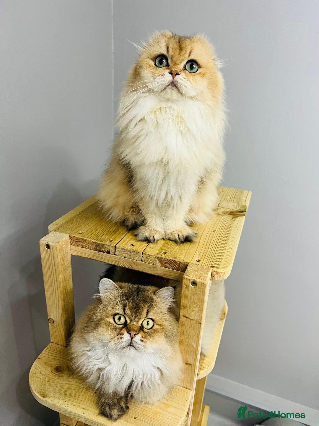 Scottish Fold cats for sale: Pedigree cutest SFLH kittens   - Advert 28