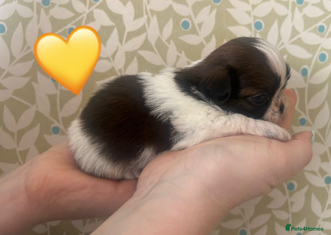 Shih Tzu dogs for sale: KC Registered Breed Standard Shih Tzu Puppies - Image 8