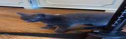 Mixed Breed cats for sale: Russian blue mix kittens  - Advert 9