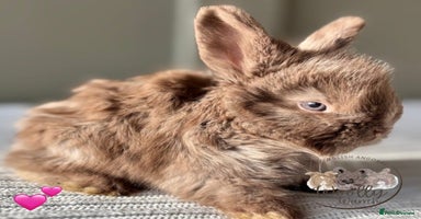 Angora rabbits - Advert 13