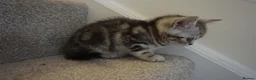 British Shorthair cats for sale: British Shorthair Kittens - Advert 26