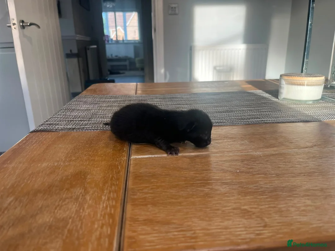 Maine Coon cats for sale: Gorgeous Maine Coon Kittens  - Advert 2
