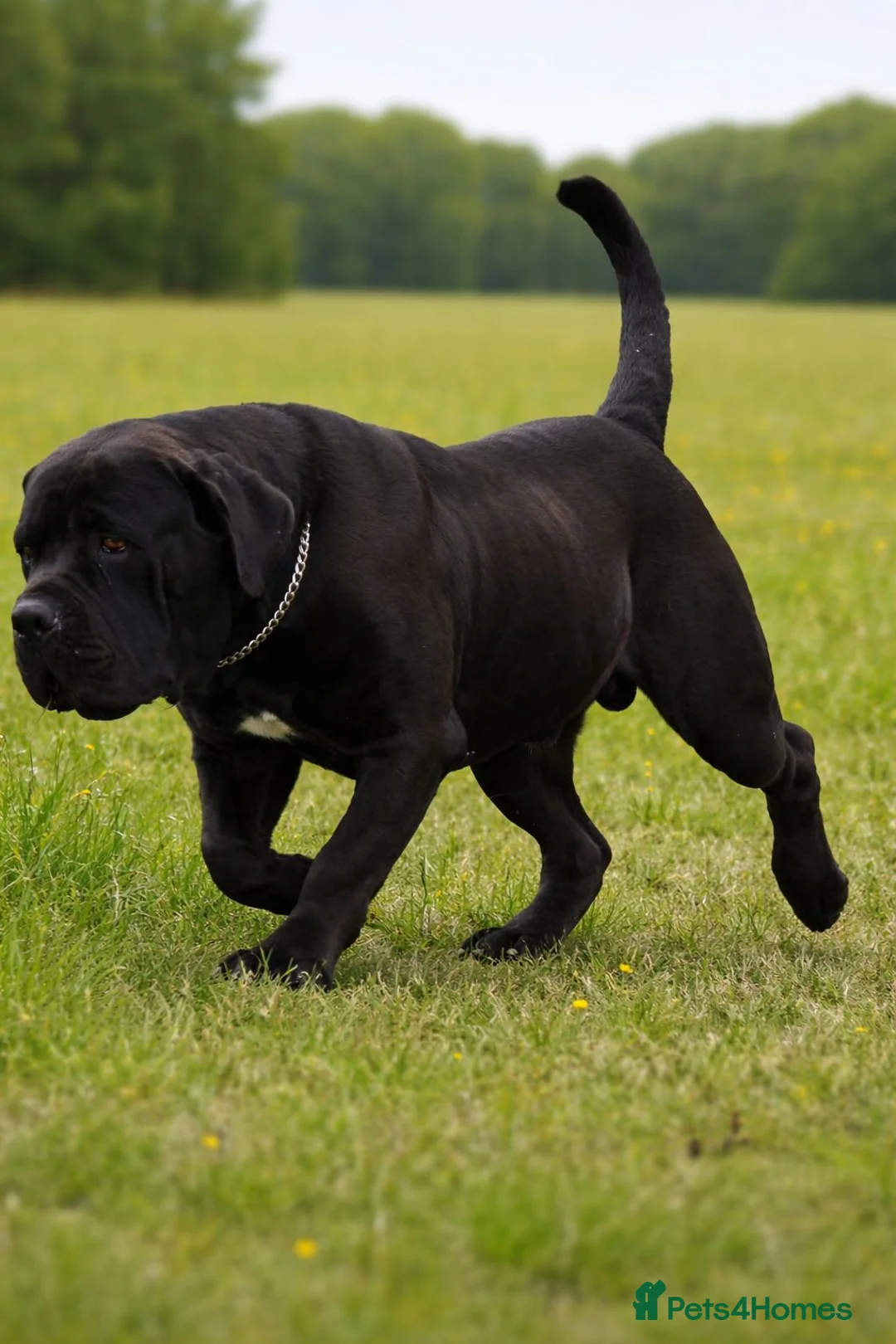 Boerboel dogs for stud: Beautiful Black Boerboel For STUD - Advert 1