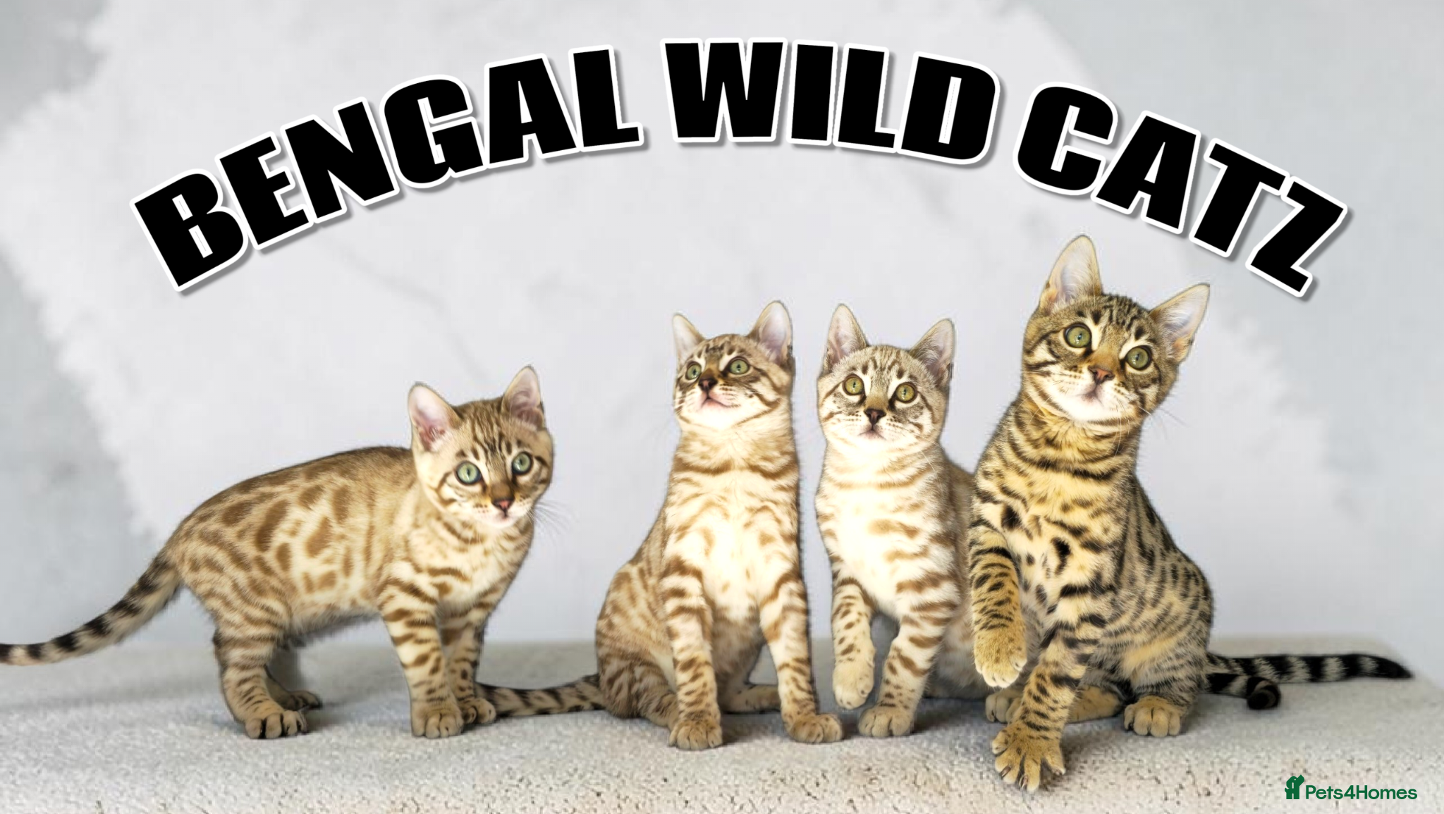 Bengal cats 4 bengal boys ready to leave now - Advert 1