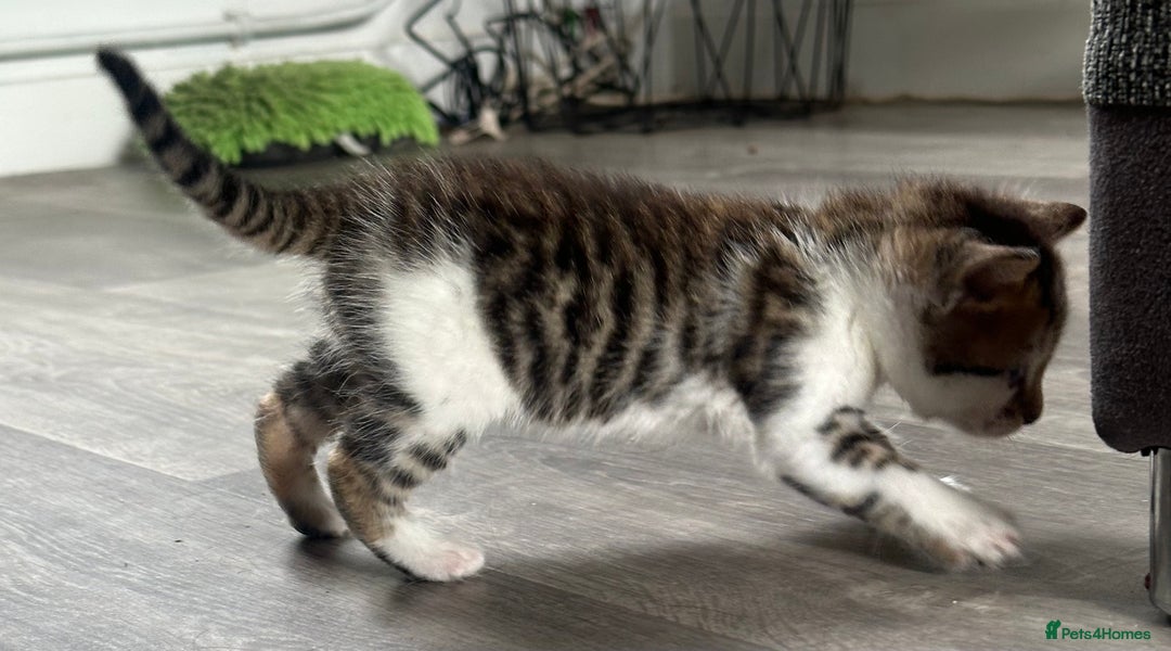 Bengal cats for sale: Bengal cross kittens  - Image 18