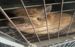 Mini Lion Lop rabbits for sale: 2 x 18 month dwarf lion heads available rabbits  - Image 3
