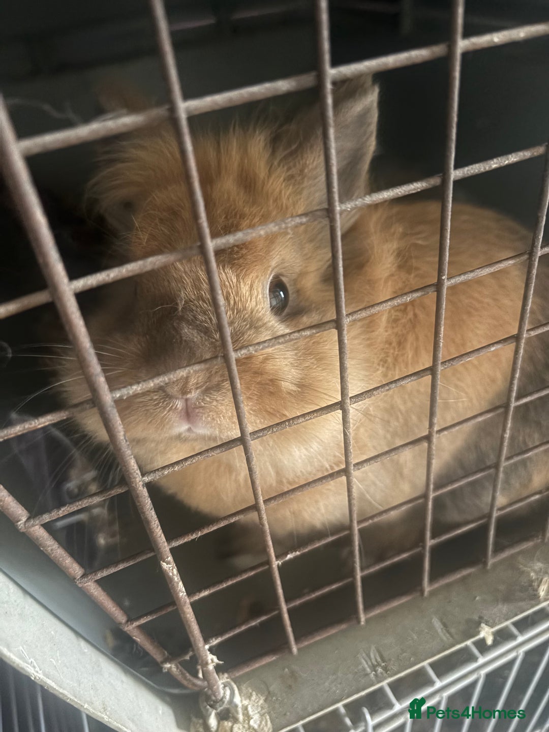 Mini Lion Lop rabbits for sale: 2 x 18 month dwarf lion heads available rabbits  - Image 3