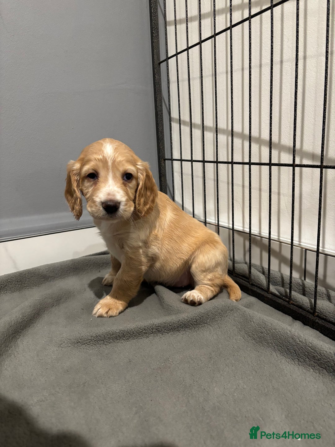 Cocker Spaniel dogs for sale: 5 gorgeous cocker spaniel puppies - Image 23