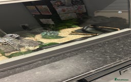 King Snake reptiles for sale: Mexican Black Kingsnake & Full Setup  - Image 6