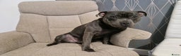Staffordshire Bull Terrier dogs for stud: Boris + Caesar - Advert 7
