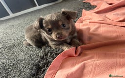 Chihuahua dogs for sale: Full pedigree Chihuahua puppies  - Image 18