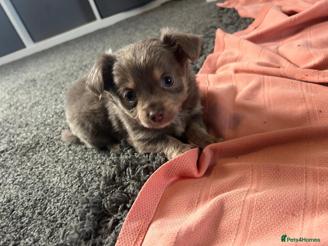 Chihuahua dogs for sale: Full pedigree Chihuahua puppies  - Image 18