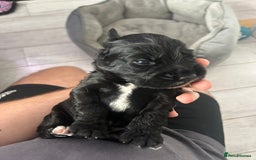 Cocker Spaniel dogs for sale: 🐾 Beautiful Cocker Spaniel Puppies 🐶 - Image 6