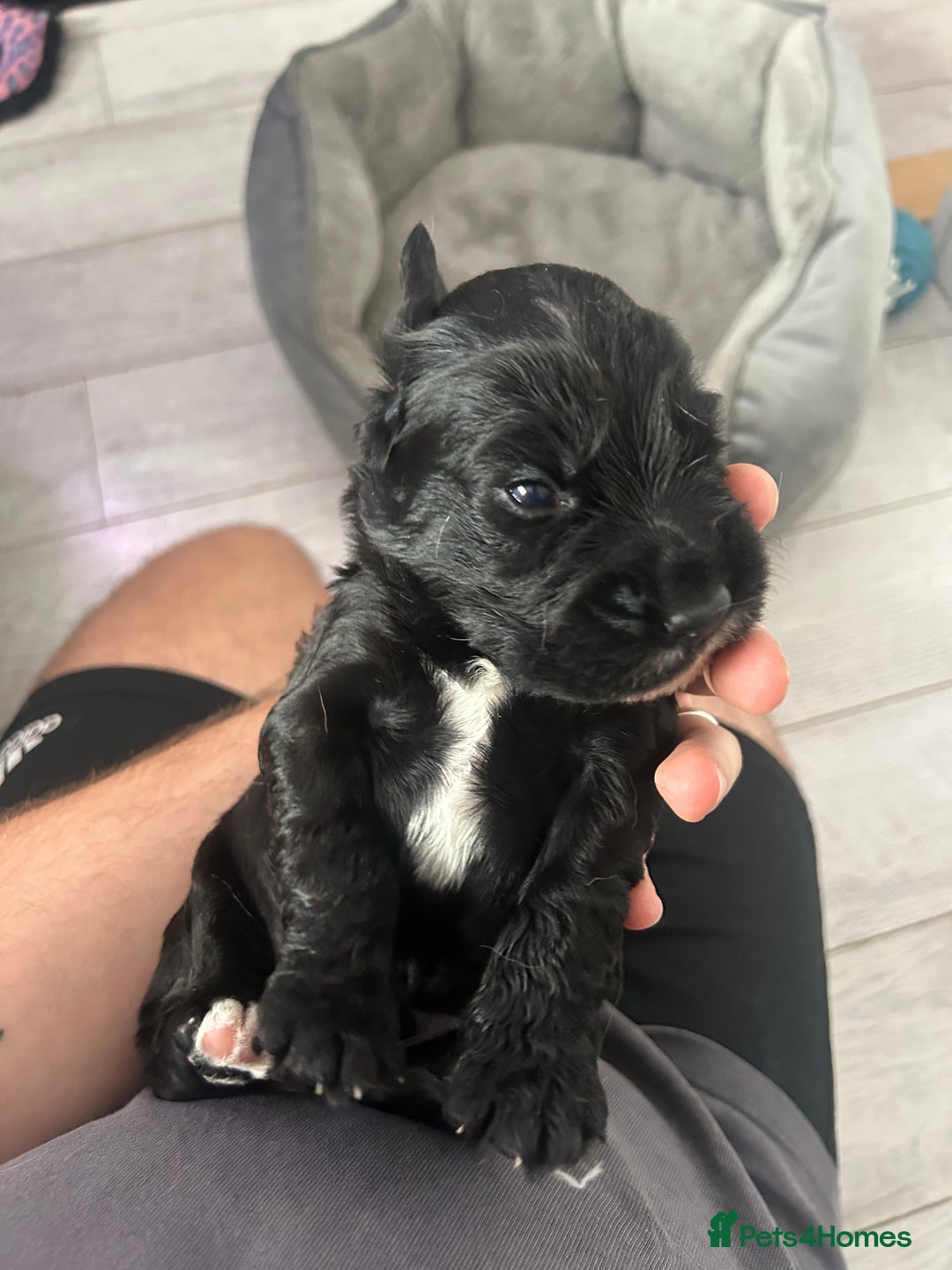 Cocker Spaniel dogs for sale: 🐾 Beautiful Cocker Spaniel Puppies 🐶 - Image 6
