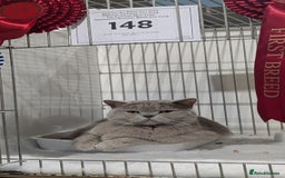 British Shorthair cats for sale: Active GCCF Champion titled female  - Image 10