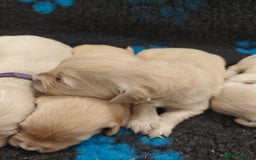 Golden Retriever dogs for sale: Outstanding KC registered Golden Retriever Puppies - Image 7