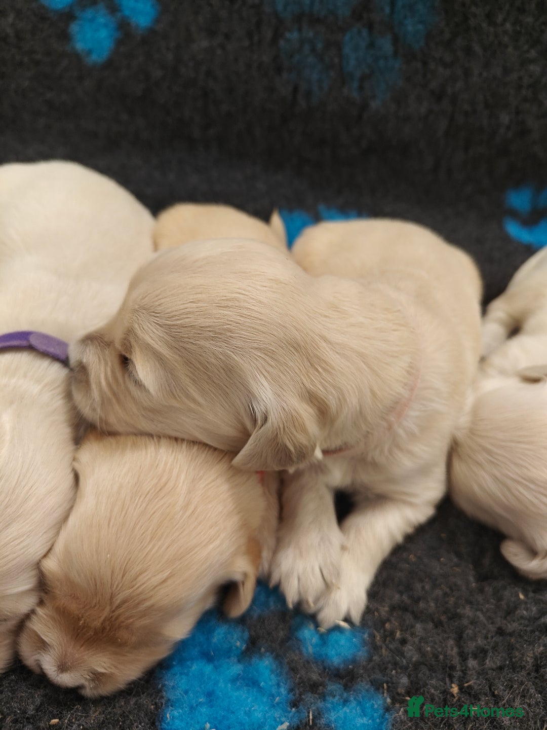 Golden Retriever dogs for sale: Outstanding KC registered Golden Retriever Puppies - Image 7