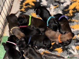 Mixed Breed dogs - Advert 7