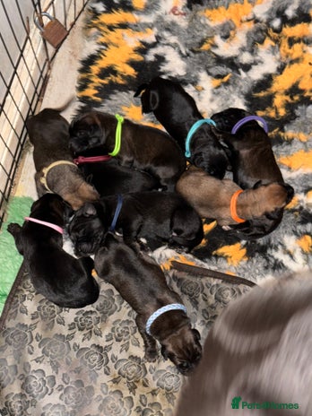 Mixed Breed dogs - Advert 12