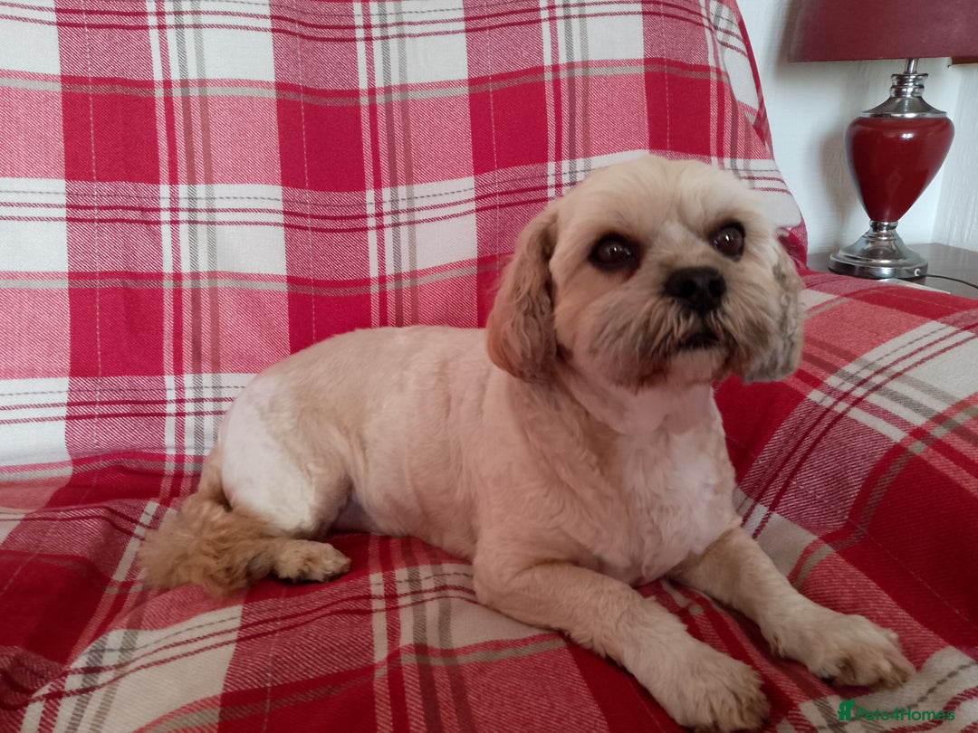 Mixed Breed dogs for sale: Lhasa Apso Cross Breed 6 year old Dog - Image 3