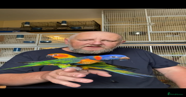 Lories birds - Advert 5
