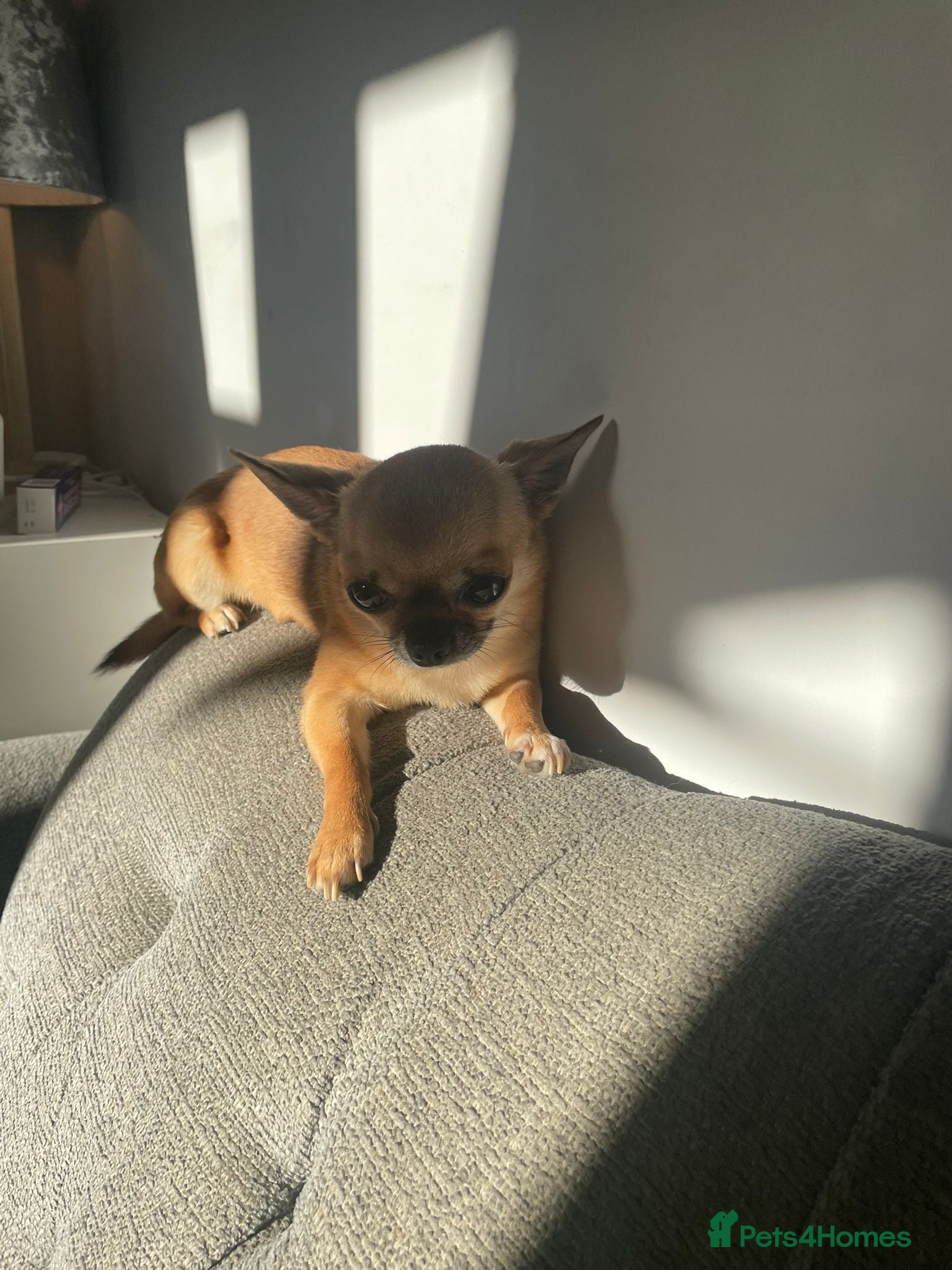Chihuahua dogs kc registered chihauhau  - Advert 3