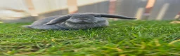 Dwarf Lop rabbits for sale: Mini Dwarf Lop  in Middlesbrough - Advert 5