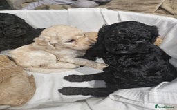 Standard Poodle dogs for sale: Stunning 5* Standard chunky poodle puppies 🐶  - Image 24