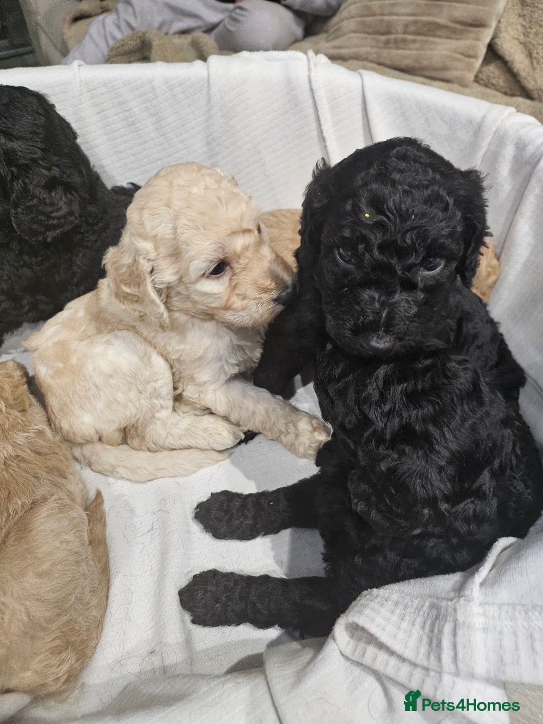 Standard Poodle dogs for sale: Stunning 5* Standard chunky poodle puppies 🐶  - Image 24