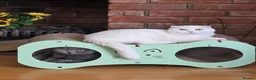 Scottish Fold cats for sale:  10-Month-Old Scottish Fold Boy in Stanmore - Advert 5