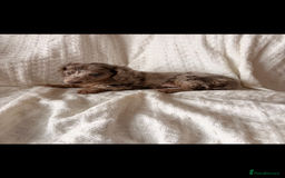 Miniature Dachshund dogs for sale: Miniature dachshunds - Image 16