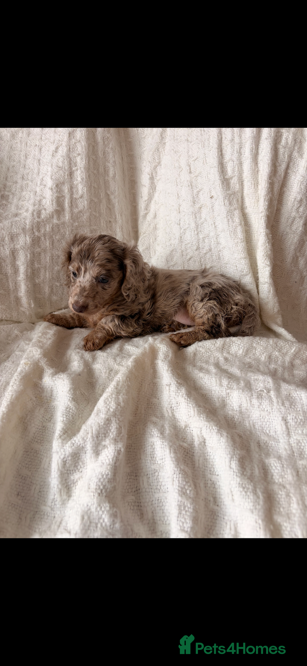 Miniature Dachshund dogs for sale: Miniature dachshunds - Image 16