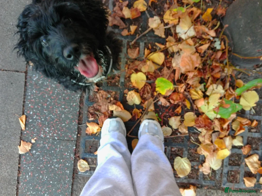 Cockapoo dogs for sale: Cockapoo 8 months  - Advert 2