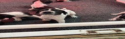Pointer dogs for sale: English Pointer Puppies available 8th January  - Advert 5