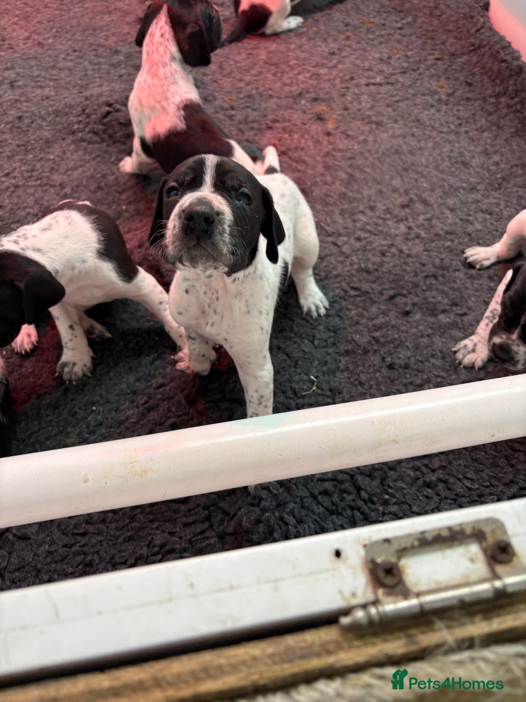 Pointer dogs for sale: English Pointer Puppies available 8th January  - Advert 5