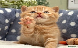 British Shorthair cats for sale: Stunning British Kittens - Image 12