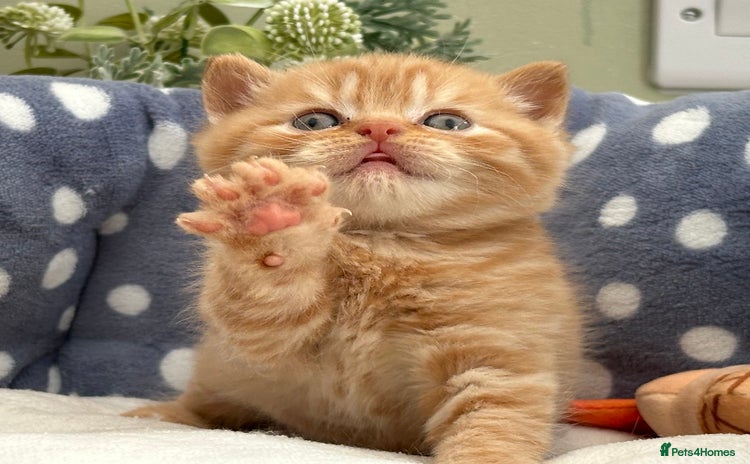 British Shorthair cats - Advert 3