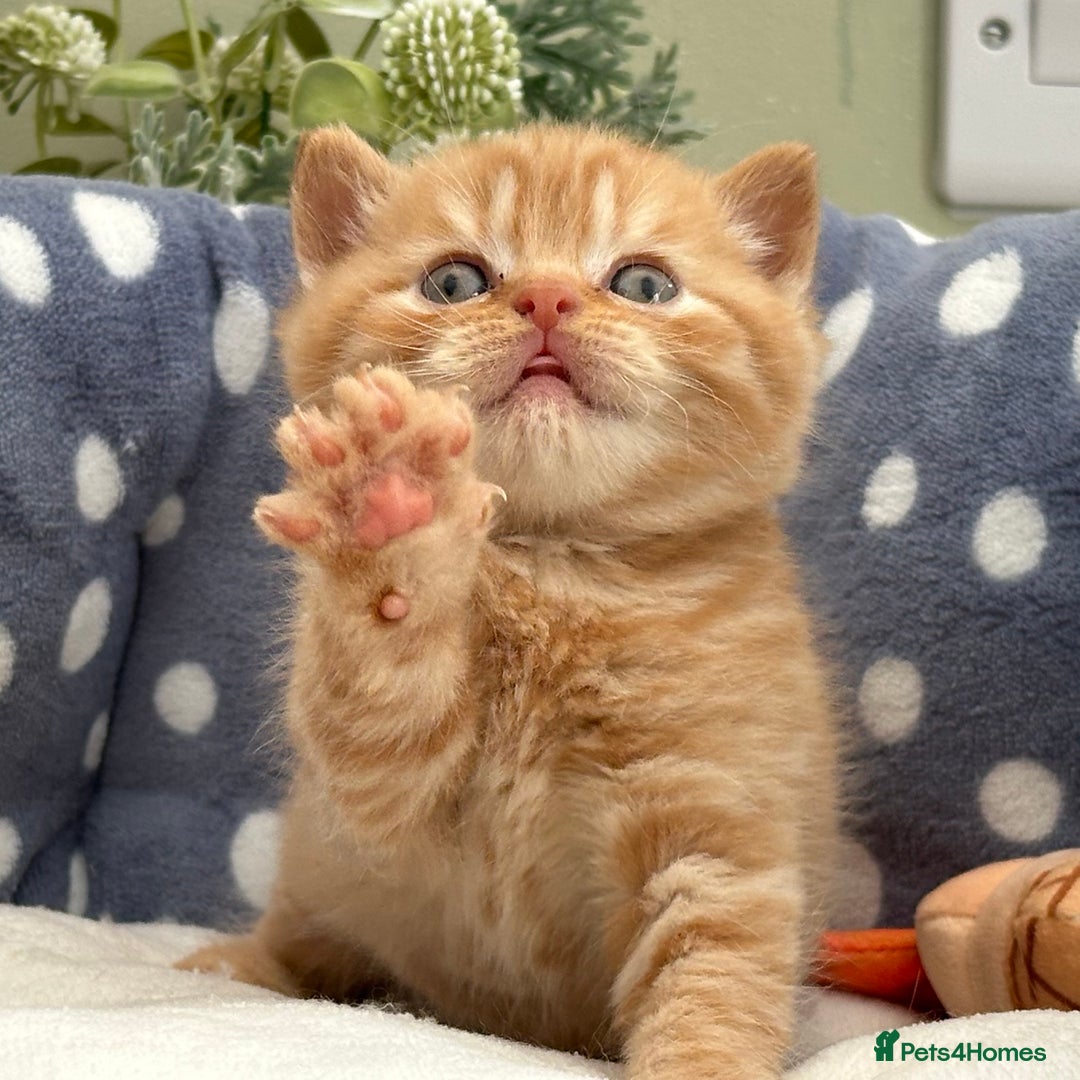 British Shorthair cats for sale: Stunning British Kittens - Image 12