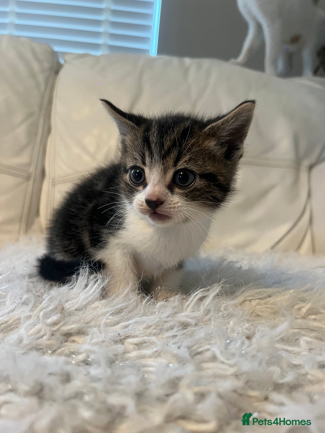 Mixed Breed cats for sale: 3 Beutiful babies  - Advert 24