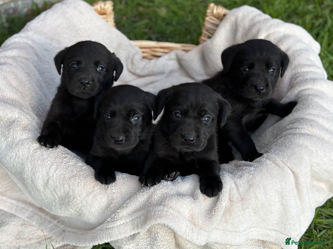 Labrador Retriever dogs for sale: Stunning Black Labrador Puppies KC Parents  - Image 12