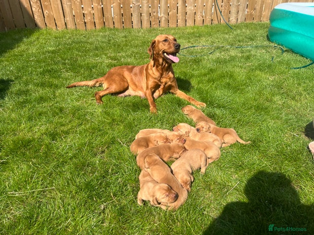 Labrador Retriever dogs - Advert 4