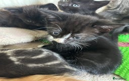 Mixed Breed cats for sale: Beautiful litter off kittens  - Image 15