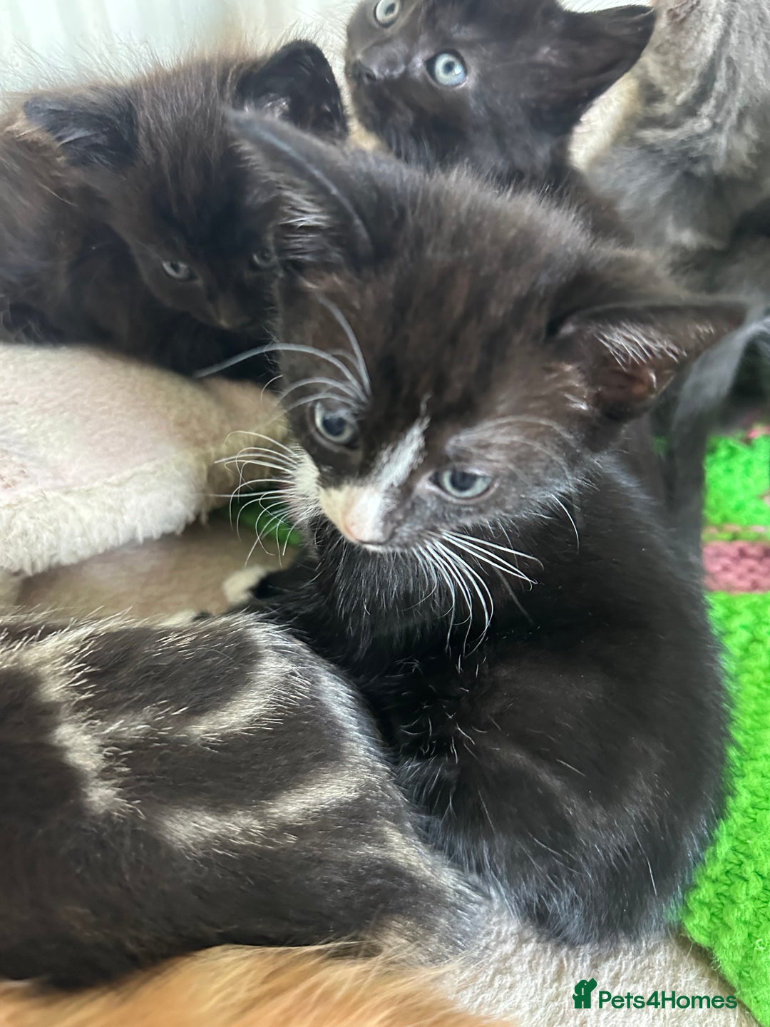 Mixed Breed cats for sale: Beautiful litter off kittens  - Image 15