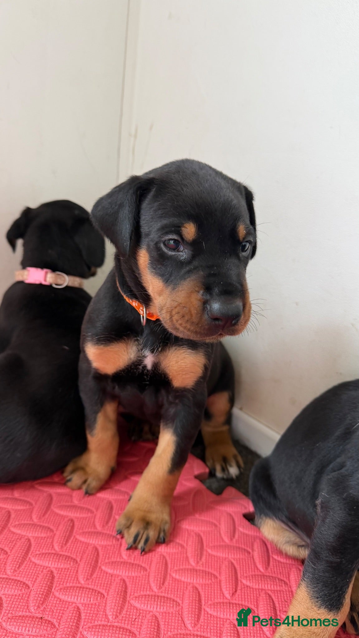 Mixed Breed dogs Stunning Dobermann X Huntaway Puppies ✨ - Advert 1