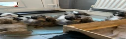 Shih Tzu dogs for sale: Shih tzu puppies  in Sutton-in-Ashfield - Advert 11