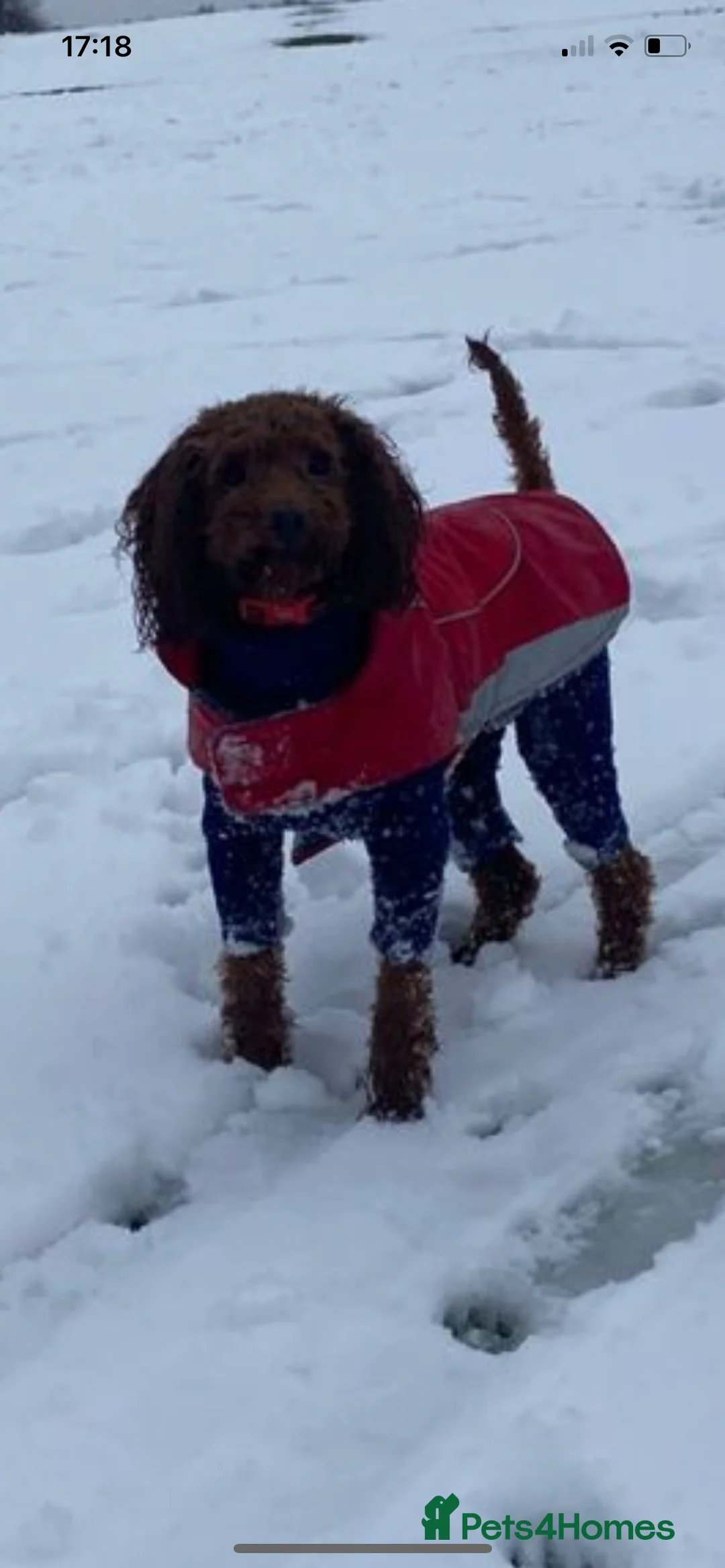 Miniature Poodle dogs for stud: Merlesque Top Gun mahogany mini poodle in Chorley - Advert 2