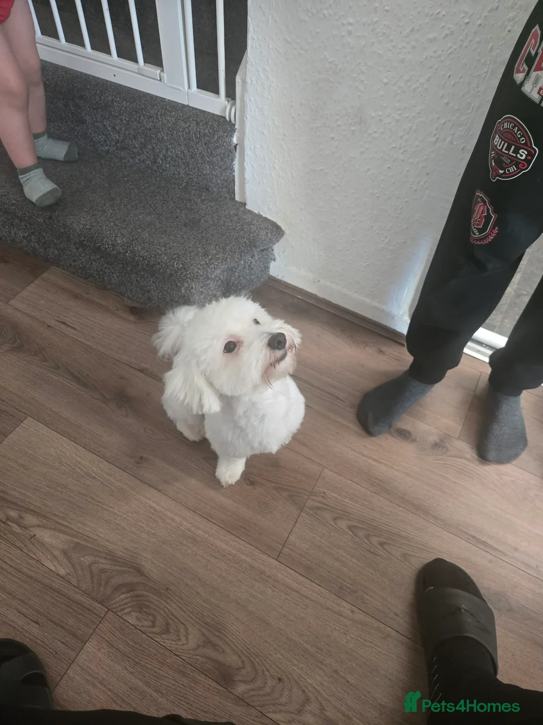 Bichon Frise dogs for sale: Looking for new home  in Leeds - Advert 5